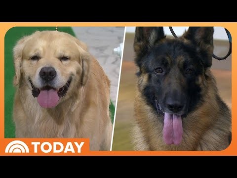 Top 5 Dog Breeds for 2026: Dachshund, Golden Retriever, More