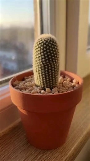 Christmas Cactus in Full Bloom: Step-by-Step Guide | Grandma’s Recipes & Hacks