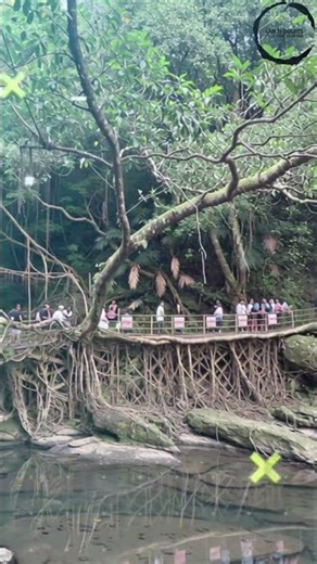 Living Root Bridges of Meghalaya | मेघालय के जीवित जड़ पुल | Nature’s Wonder of India