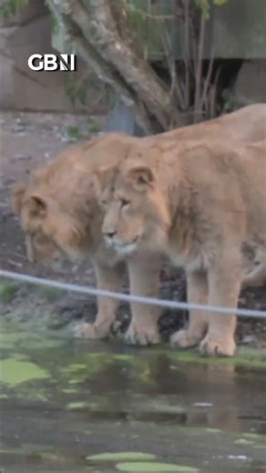 WATCH: Adorable moment two lions discover frozen lake for the first time