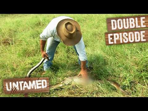 Injured 10ft Python Has Swallowed Kangaroo! | Full Episodes