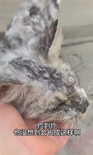 救助流浪猫，等了一年，它终于回来了#流浪猫#流浪猫爆改#养猫人