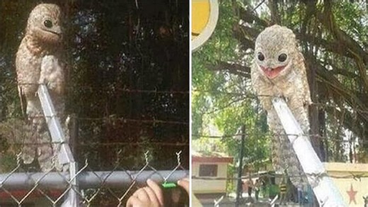 This creature might be the strangest living thing on our planet and yes, it’s real
