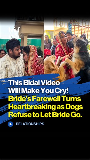 Dogs refuse to let bride go during bidai, viral video leaves the internet emotional