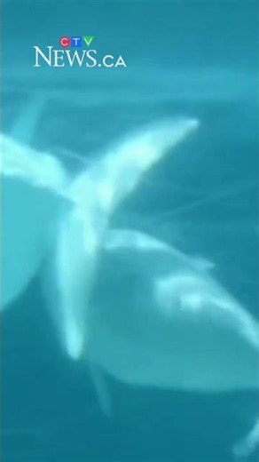 Relocated Marineland beluga dies in San Diego