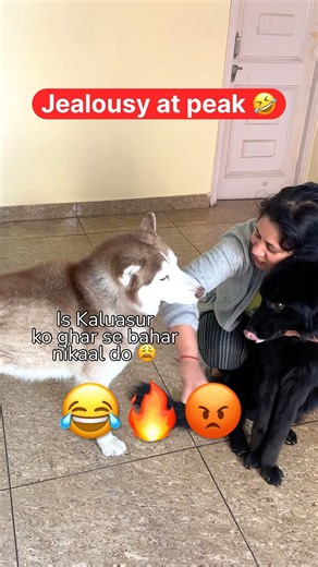 Husky is jealous of german shepherd 😂🚨 #funny #husky #jealousy #shorts #dogmom