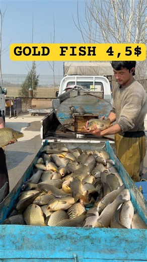 🔴LIVE 4kvideo The goldfish has arrived #fishing #fish