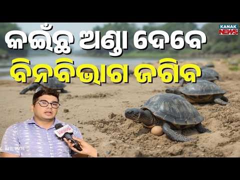 Olive Ridley Turtles Nesting at Rushikulya River Mouth | Forest Department Prepared? DFO Explains