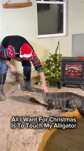 All I Want For Christmas Is To Touch My Alligator 😳 #holidaysonshorts #alligator