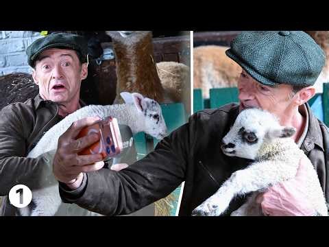 Hugh Jackman vs. Unruly Lambs - An unhinged edition of Unpopular Opinion