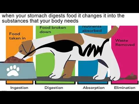 digest meaning | FIDoE | The Fully Illustrated Dictionary of English