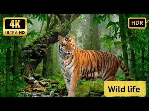 4K Tiger 🐅 | Majestic Wild Tiger in Ultra HD 60FPS | Wildlife Nature Video