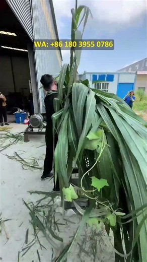 Forage pulping machine, silage and hay pulping equipment, machine testing video #machine