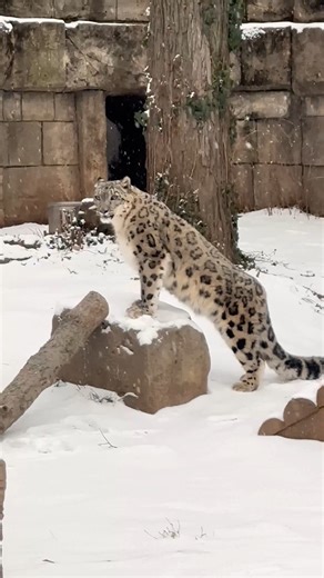 Snowy days for snowy leopard 💕❄️ Our animal care team always does an amazing job keeping animals like Marcy enriched and comfortable in the cold, winter weather! | Philadelphia Zoo