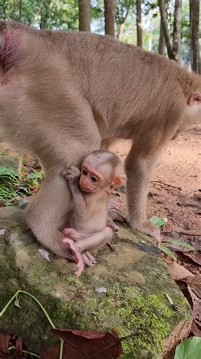 Lovely Baby Monkey With Mom Take Care #shorts