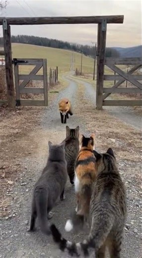The cat came out to greet the fox, "You've arrived!" #cat