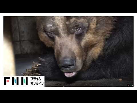 冬眠明けで激やせ・空腹…巨大グマの目撃情報早くも相次ぐ（2026年03月31日）