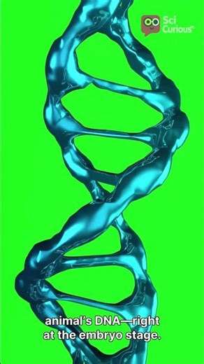 These Animals Glow — And Humans Made It