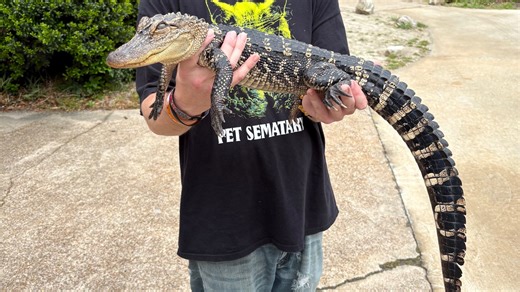 Louisiana clears way for alligator hunting as reptile population explodes