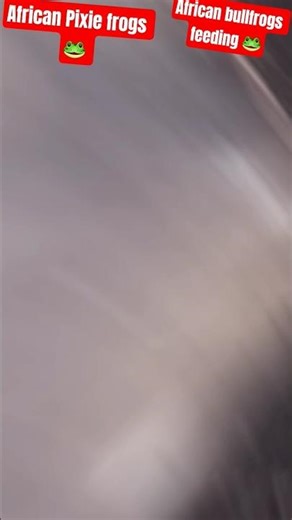 #africanbullfrog #adspersus #pixiefrog #feedingfrenzy #africanbullfrogs #frog #bullfrog #frogs