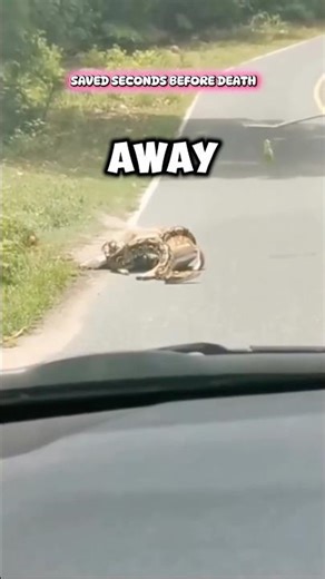 Giant Python Attacks Baby Deer… But People Save Him Just In Time 🥺 #rescueefforts #rescue