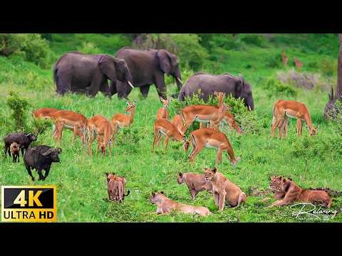 4K African Wildlife 🐘 Mamili National Park, Namibia - Scenic Wildlife Film With African Music