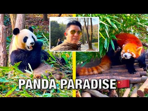 Chengdu Panda Base Tour: Hunting for Giant Pandas & Red Pandas 🐼