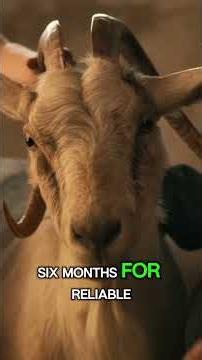 Best Age to Breed a Goat — Exact Answer! #youtubeshorts #youtubeviral #goatcare #goat #whitegoat
