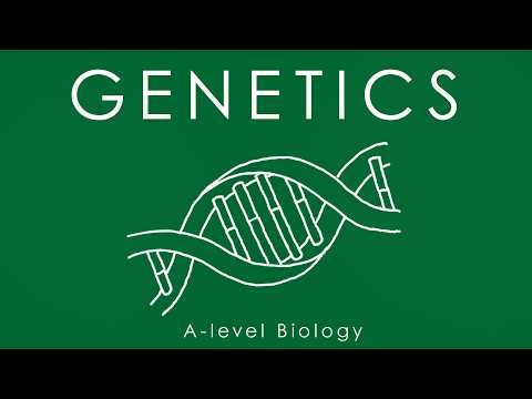 DNA & GENETICS - A-level Biology