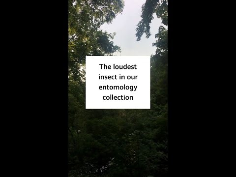 Empress Cicada - the loudest insect in our entomology collection