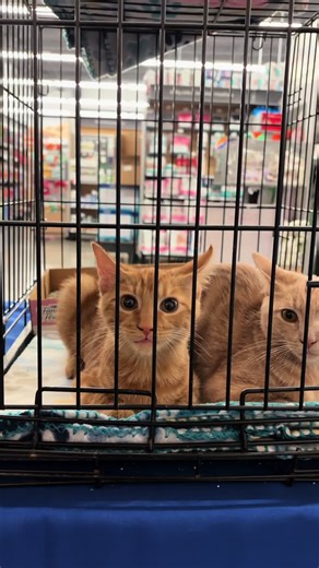 Adopt Cute Cats Colby and Cooper This Weekend
