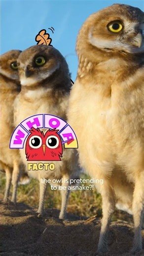 These owls are not like other birds | Whoa Factor | Nat Geo Kids
