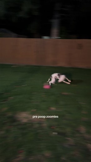 Pre-Poop Zoomies: Why Dogs Race Before a Bathroom Break