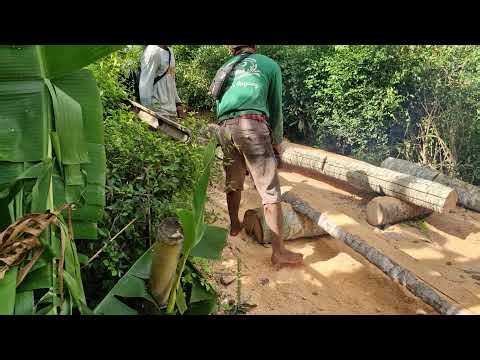 Epic Chainsaw Performance in Professional Logging Industry