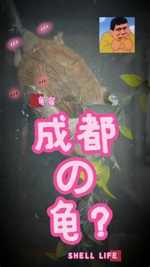 我好像养了一窝成都龟？ 养了两个小公麝香龟，没想到都是成都回来的？？ #乌龟繁殖 #养龟日常 #养龟趣事 #麝香龟 #成都