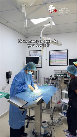 CANADIAN VETERINARY HOSPITAL, DOHA QATAR on Instagram: "How many spays can you count? Can you guess how long these surgeries took? Partnering with @pawmise.rescue for this TNR campaign has been a highlight of our year. Together, we’ve cared for 30 community cats through spay and neuter, giving them a healthier future. Every cat, whether a pet or a stray, deserves the best care. That’s why we never skip pre-anesthetic blood work, safe anesthesia, pain management, or careful post-op monitoring. Ea