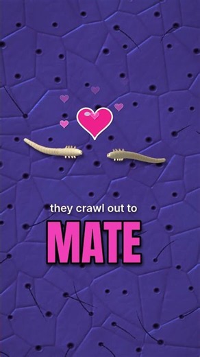 Face Mites Are Living in Your Pores Right Now (Demodex)