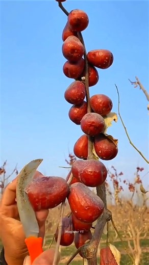 China’s Unique Way of Harvesting Jujube Fruits