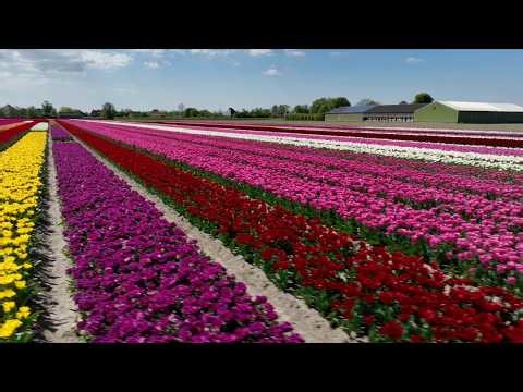 Scenic Springtime Drone Footage Showcasing the Beauty of Spring All Around the World (4K)