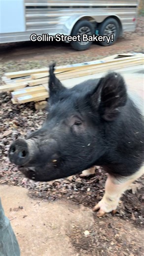 Dunkin's Delight: Deluxe Fruitcake Review