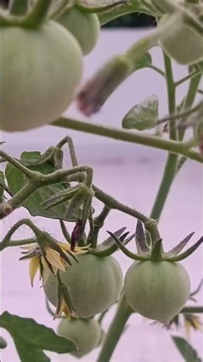 🍅 Thottathula Tomato Explosion 😲🔥 #Shorts