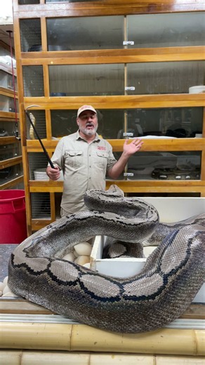Giant python nearly strikes Jay the second he looks away