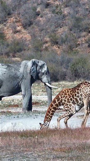 Giraffe FLICKS Off a Crocodile and Escapes! 😳