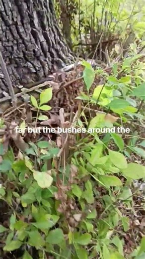 Burmese python handling tips for outside. #burmese #python