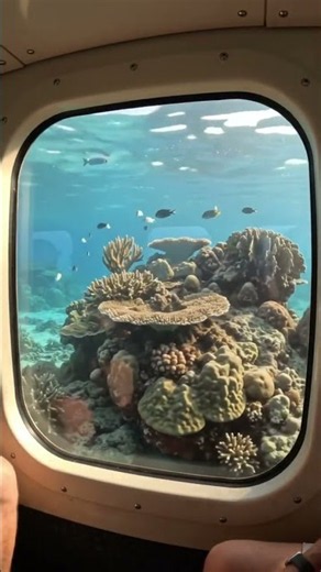 Through the Porthole at Lord Howe Island Underwater Sub Tour