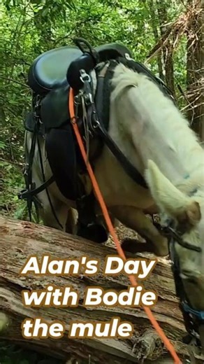 Alan's Day "Bodie the little white Mule"