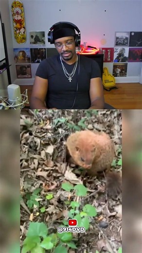 DVD reacts to dude touching wild groundhog #914dvd