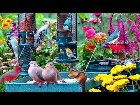 🔴LIVE Cottage Spring Bird Feeder: Cardinals, Woodpeckers, Goldfinches, Nature Sounds, Sleep, Cat TV