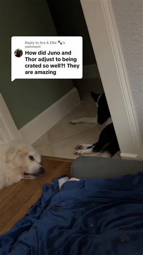 crate training adult dogs: tips for guardian breeds