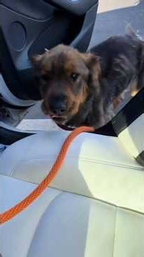 Stray Dog Meets Woman And Immediately Climbs Into Her Car | The Dodo